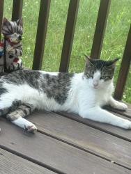 Reunited Male Cat last seen Wyoming Ave and Chicago Drive, Wyoming, MI 49519