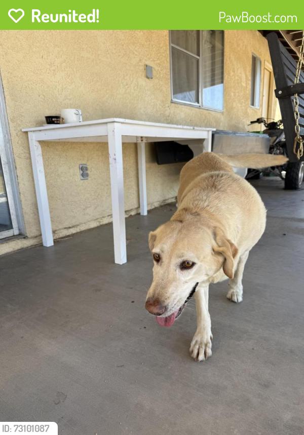 Reunited Female Dog last seen Kendall drive and palm ave, San Bernardino, CA 92407