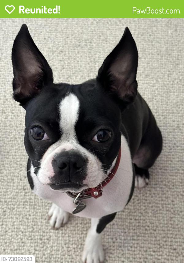 Reunited Female Dog last seen Stewart Ave and Venice Ave, Los Angeles, CA 90066