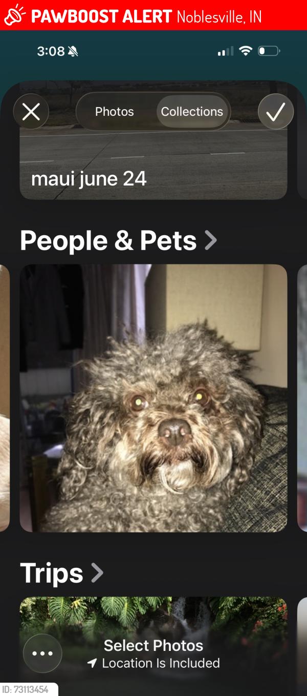 Lost Male Dog last seen kensington drive and saville road, noblesville, Noblesville, IN 46060