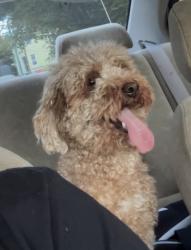 Lost Female Dog last seen Cedar st New Haven, New Haven, CT 06519