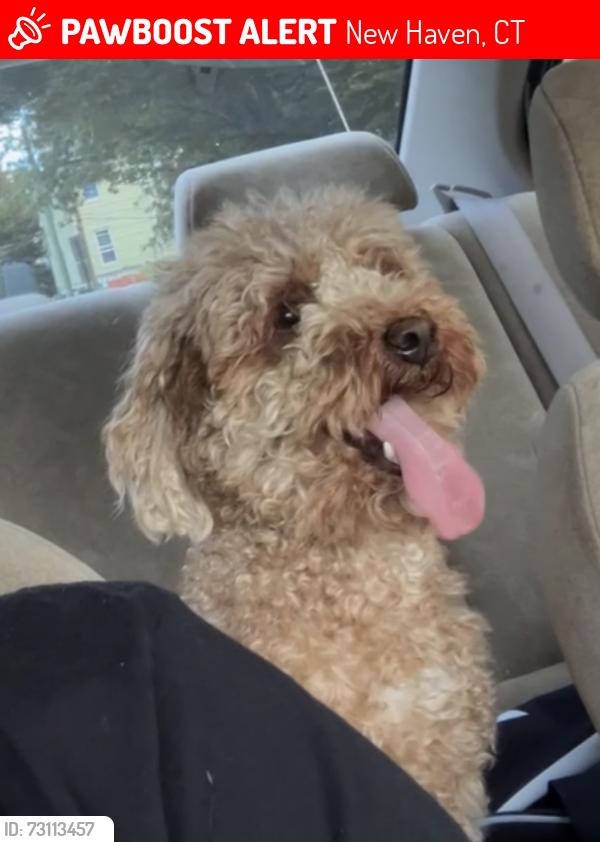 Lost Female Dog last seen Cedar st New Haven, New Haven, CT 06519