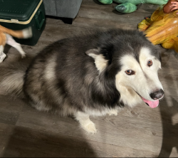 Reunited Female Dog last seen Lunar Eclipse and Paria Canyon, Converse, TX 78109