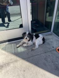 Reunited Male Dog last seen Near S McBride Ave, East Los Angeles, CA 90022