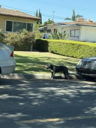 Found/Stray Male Dog last seen Gilbert and Brookhurst, Garden Grove, CA 92841