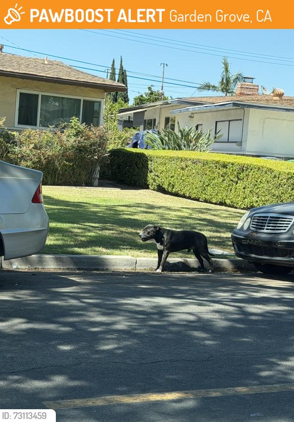 Found/Stray Male Dog last seen Gilbert and Brookhurst, Garden Grove, CA 92841