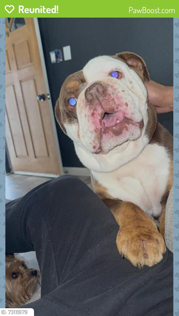 Reunited Male Dog last seen Tamarind/Malaga, Fontana, CA 92336