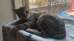 Reunited Male Cat last seen Concordia food mart. 12th and ring mint green jouse, Milwaukee, WI 53206