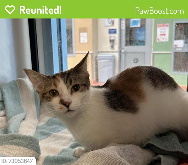 Reunited Female Cat last seen Dollar Tree shopping center near Lucretia Ave & Owsley Ave (near Delta Ct) San Jose, CA, San Jose, CA 95122