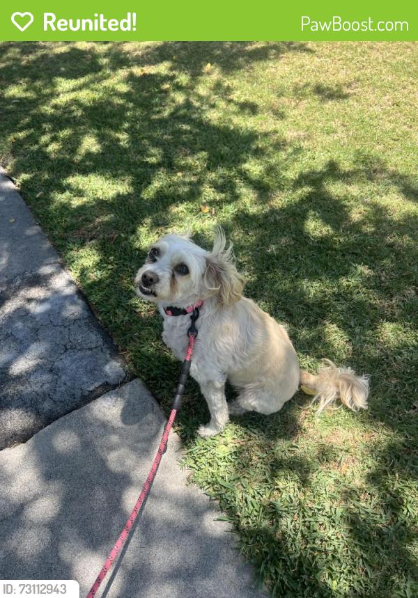 Reunited Female Dog last seen Ball & Anaheim Blvd., Anaheim, CA 92805