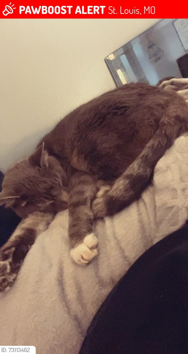 Lost Female Cat last seen Midland blvd & north and south, St. Louis, MO 63130