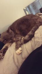Lost Female Cat last seen Midland blvd & north and south, St. Louis, MO 63130
