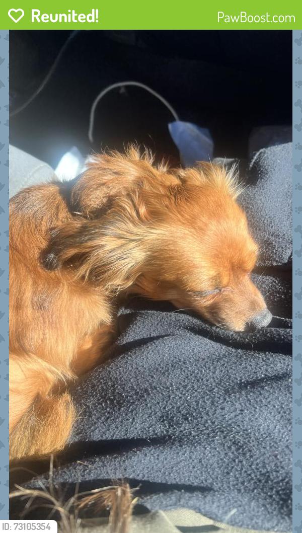 Reunited Male Dog last seen 21st ave sacramento, Sacramento, CA 95820