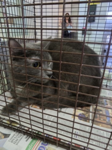 Shelter Stray Male Cat last seen , 1850 W 60th St, Los Angeles, CA 90047, USA