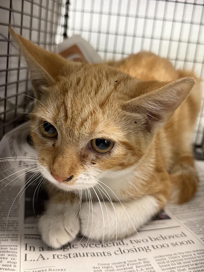 Shelter Stray Female Cat last seen , 1850 W 60th St, Los Angeles, CA 90047, USA
