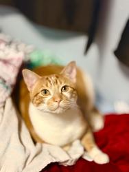 Reunited Male Cat last seen Tamma ln and Lindbergh Boulevard, Hazelwood, MO 63042