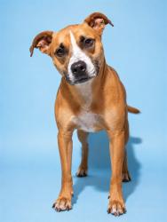 Shelter Stray Male Dog last seen Near BLOCK E 11TH ST, 2020 Forest St, Jacksonville, FL 32204, USA