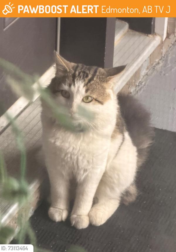 Found/Stray Male Cat last seen The albany entrance across from walmart plaza , Edmonton, AB T6V 0J4