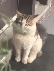 Found/Stray Male Cat last seen The albany entrance across from walmart plaza , Edmonton, AB T6V 0J4