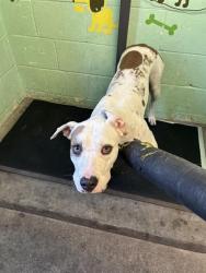 Shelter Stray Female Dog last seen DIXIEANNE AVE & ERICKSON ST, 2127 Front St, Sacramento, CA 95818, USA