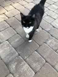 Lost Male Cat last seen Near SW 49th Lane, Cape Coral, FL 33914