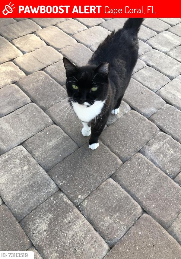 Lost Male Cat last seen Near SW 49th Lane, Cape Coral, FL 33914