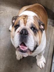 Shelter Stray Male Dog last seen , 14409 Vanowen St, Van Nuys, CA 91405, USA