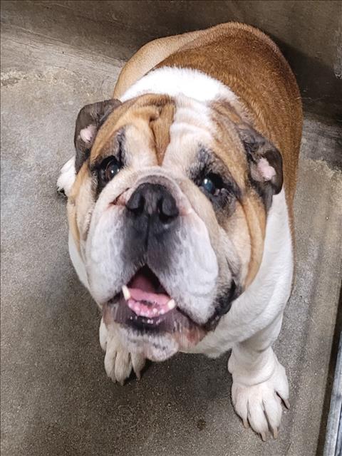 Shelter Stray Male Dog last seen , 14409 Vanowen St, Van Nuys, CA 91405, USA