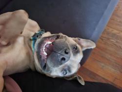 Shelter Stray Male Dog last seen CHARLOTTE, 8315 Byrum Dr, Charlotte, NC 28217, USA