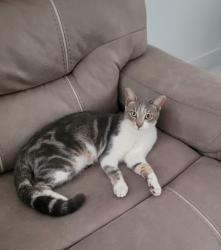 Lost Male Cat last seen Near NW 40TH CT, Opa-locka, FL 33054