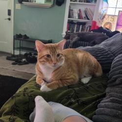 Lost Male Cat last seen Walker, Oklahoma City, OK 73109