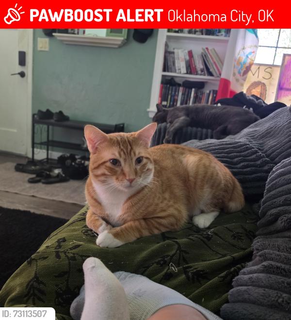 Lost Male Cat last seen Walker, Oklahoma City, OK 73109