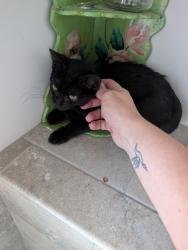 Found/Stray Male Cat last seen Near, Fayetteville, NC 28306