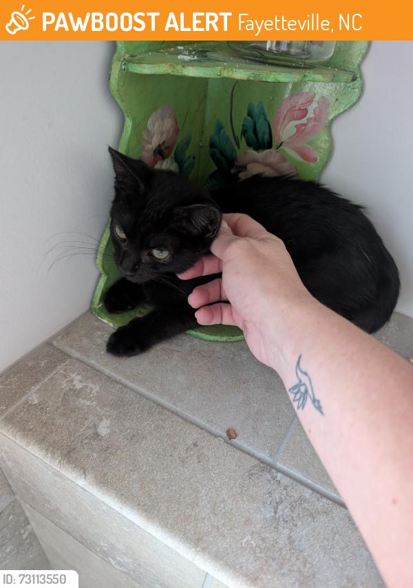 Found/Stray Male Cat last seen Near, Fayetteville, NC 28306