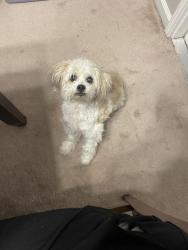 Reunited Female Dog last seen Sunstone Avenue, Lafayette, LA 70508