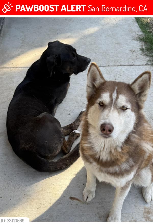 Lost Male Dog last seen 40th and waterman, San Bernardino, CA 92404