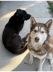 Lost Male Dog last seen 40th and waterman, San Bernardino, CA 92404