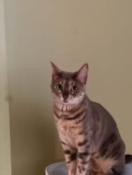 Lost Female Cat last seen General Currie Road, Richmond, BC, Richmond, BC 