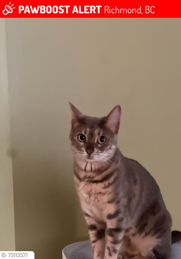 Lost Female Cat last seen General Currie Road, Richmond, BC, Richmond, BC 