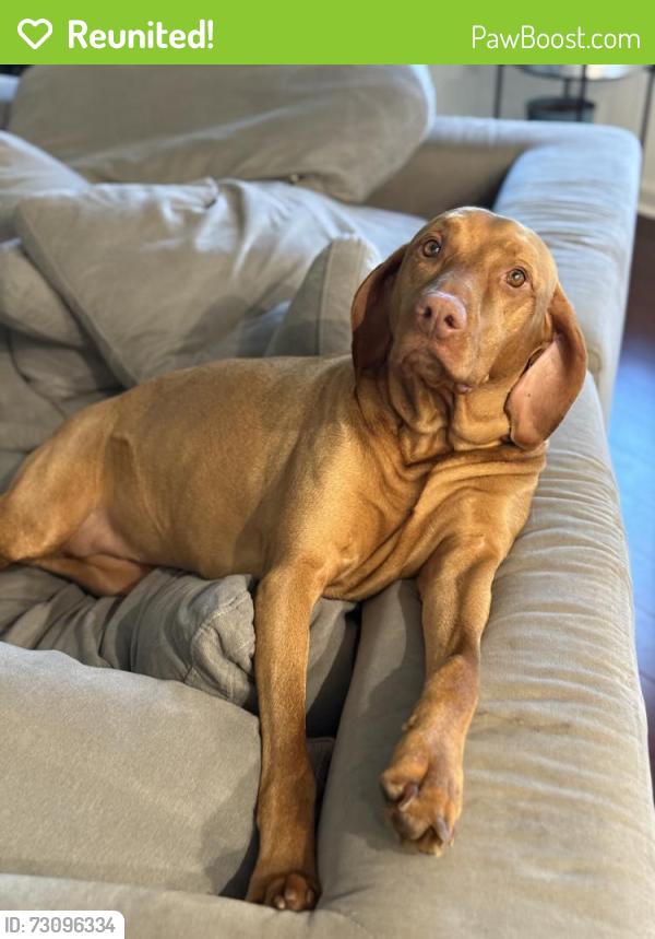 Reunited Female Dog last seen Stanford and Latham EDH, El Dorado Hills, CA 95762