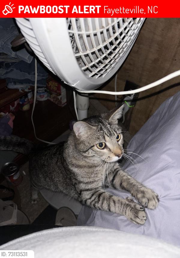 Lost Male Cat last seen Graham rd, Fayetteville, NC 28304