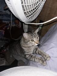 Lost Male Cat last seen Graham rd, Fayetteville, NC 28304