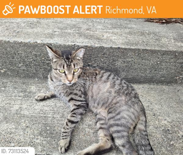 Found/Stray Unknown Cat last seen Clopton & Wise St, Richmond, VA 23224