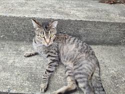 Found/Stray Unknown Cat last seen Clopton & Wise St, Richmond, VA 23224