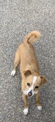 Reunited Female Dog last seen Near Balfour Rd, Brentwood, CA 94513