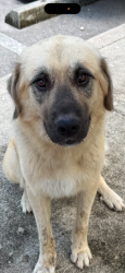 Lost Female Dog last seen Marathon gas station, Miami, FL 33161