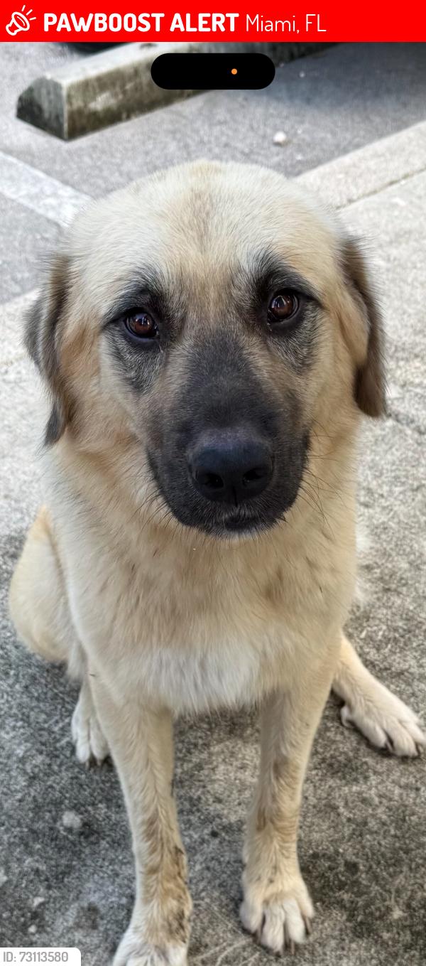 Lost Female Dog last seen Marathon gas station, Miami, FL 33161