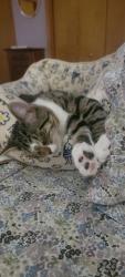 Lost Male Cat last seen Kittatiney and wills dr off warm springs rd, Chambersburg, PA 17201