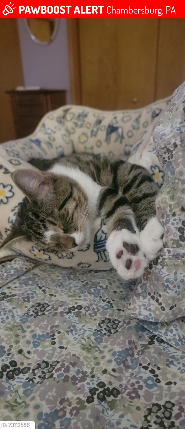 Lost Male Cat last seen Kittatiney and wills dr off warm springs rd, Chambersburg, PA 17201