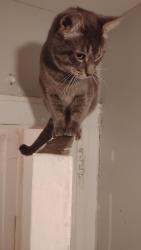 Lost Male Cat last seen 104th ave, Queens, NY 11412